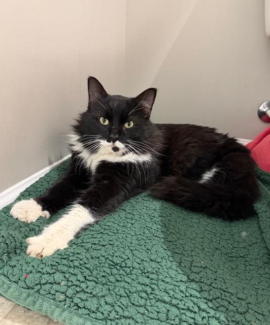 Enlarge Felix26, a Adoptable mixed breed in Youngsville, NC image 3/3