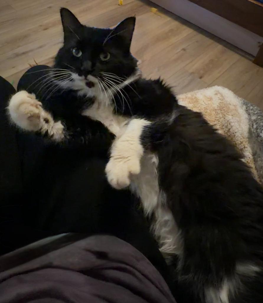 Felix26, Adoptable, Young Male Domestic Medium Hair.