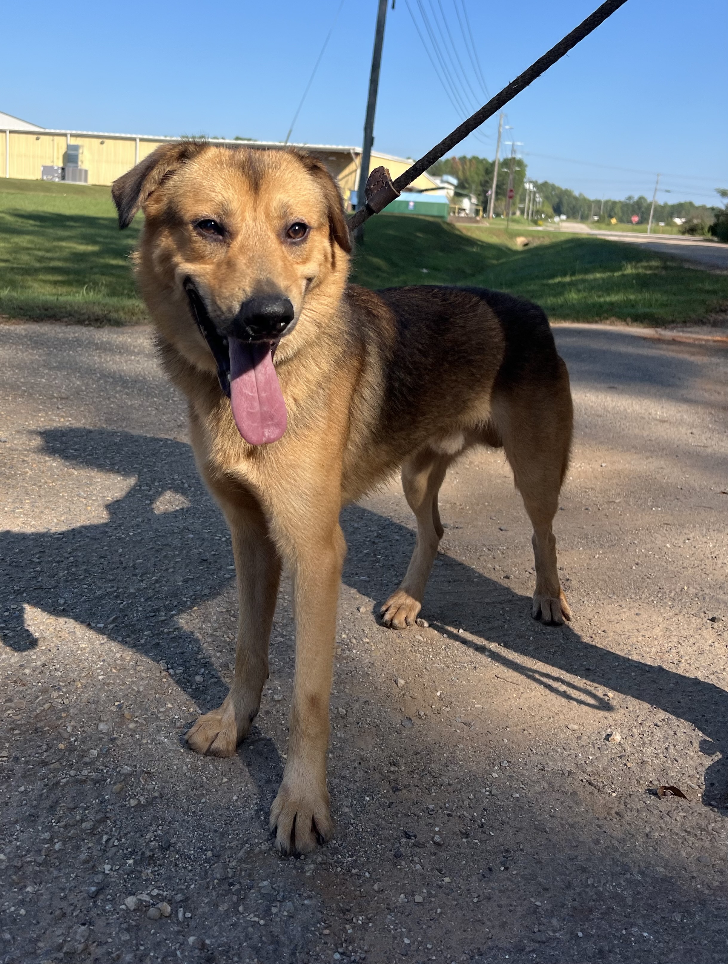 Marty, a Adoptable mixed breed in Sylacauga, AL image 1/3