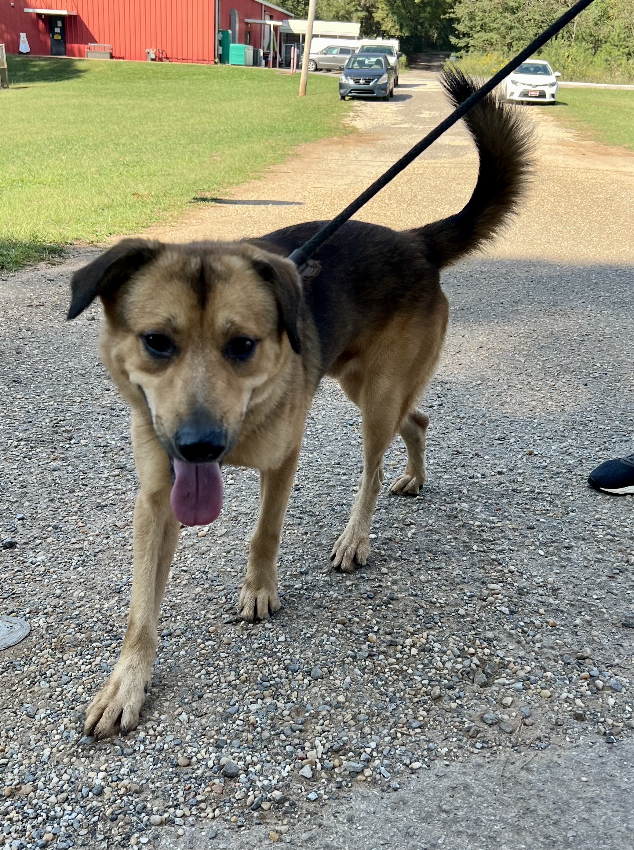 Marty, a Adoptable mixed breed in Sylacauga, AL image 2/3