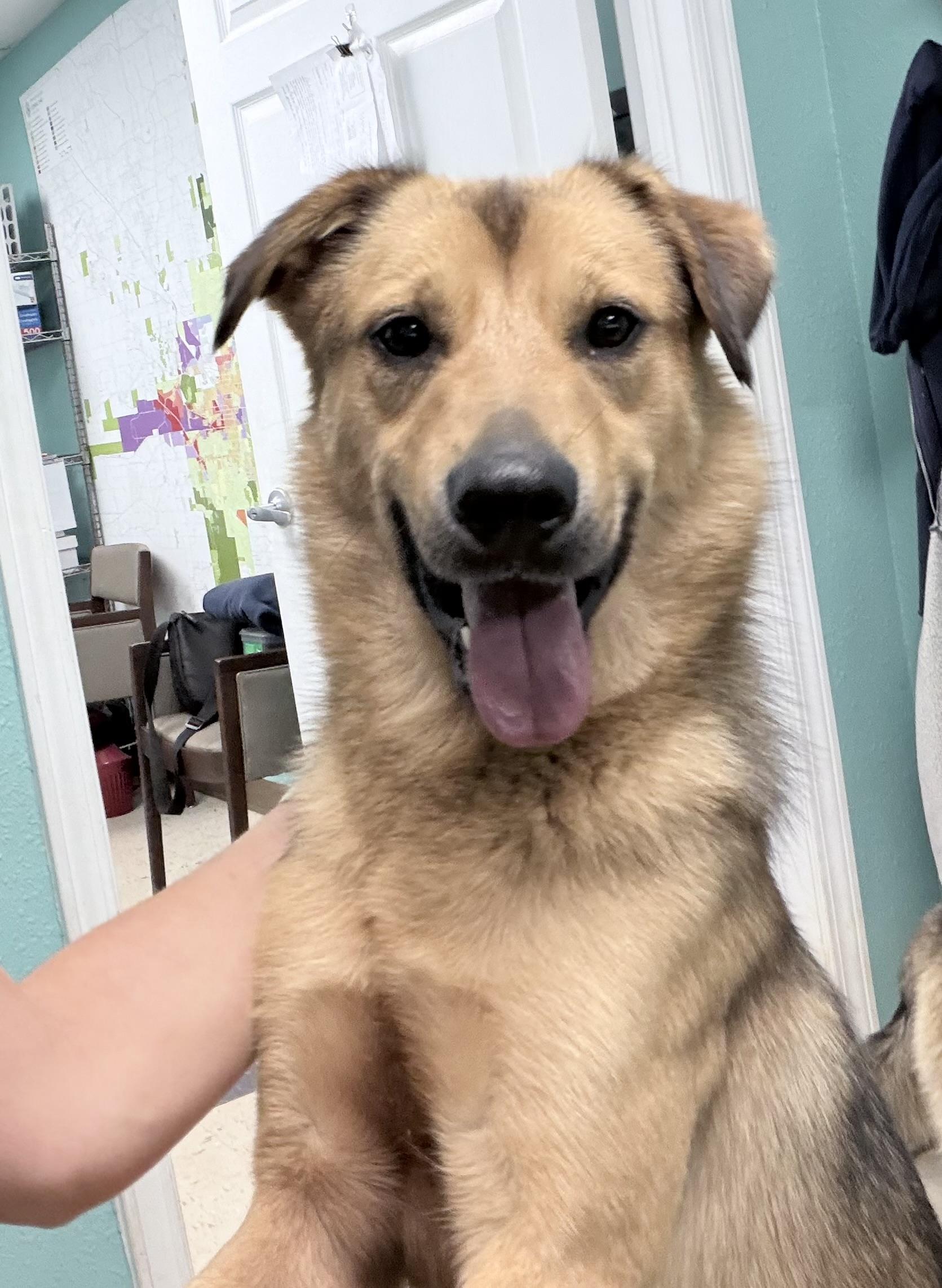 Marty, Adoptable, Adult Male Shepherd.