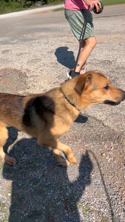 Enlarge Marty, a Adoptable mixed breed in Sylacauga, AL video 3/3