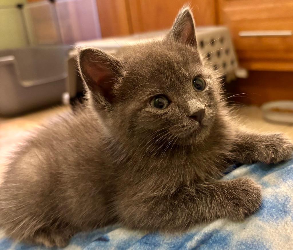 Carl, Adoptable, Kitten Male Domestic Short Hair.
