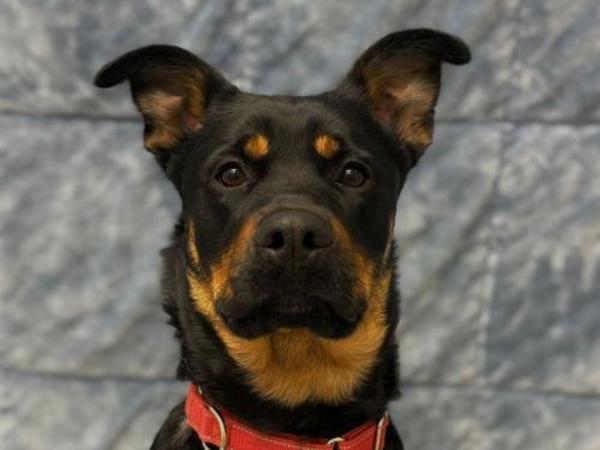 Enlarge Thalia, a Adoptable mixed breed in Portland, OR image 1/4