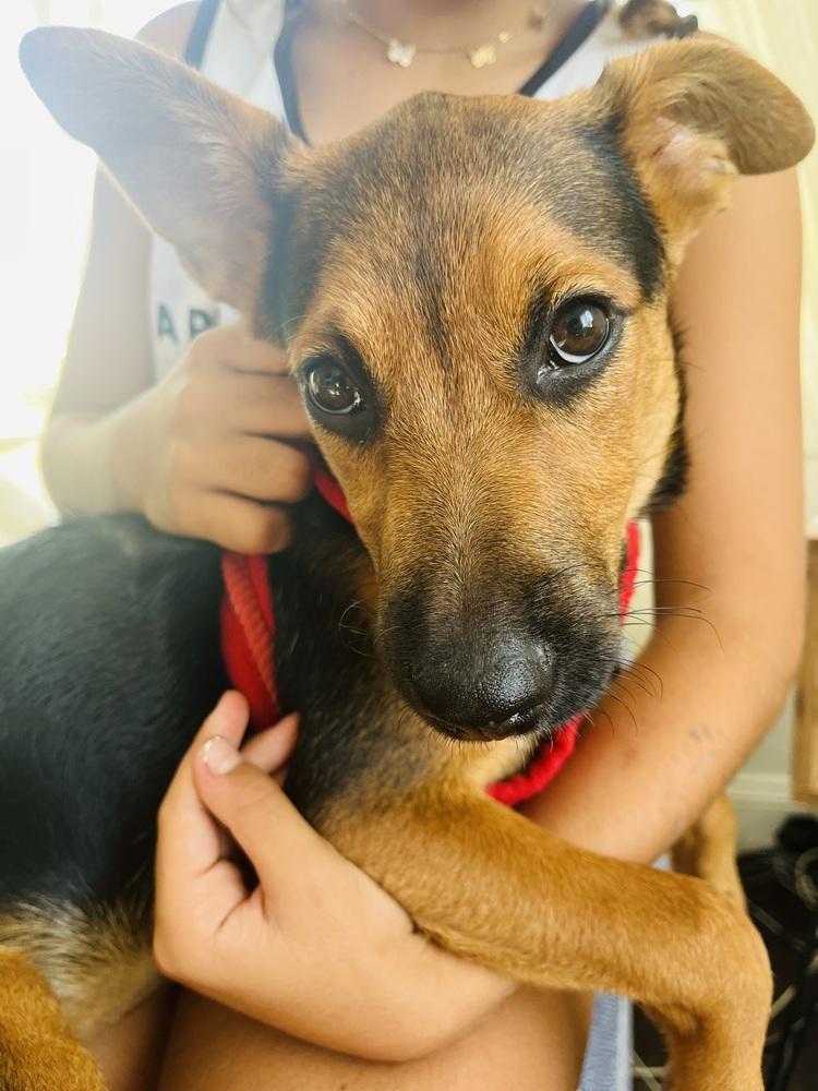 Bibi - Maranda, Adoptable, Puppy Female Chihuahua & Terrier.