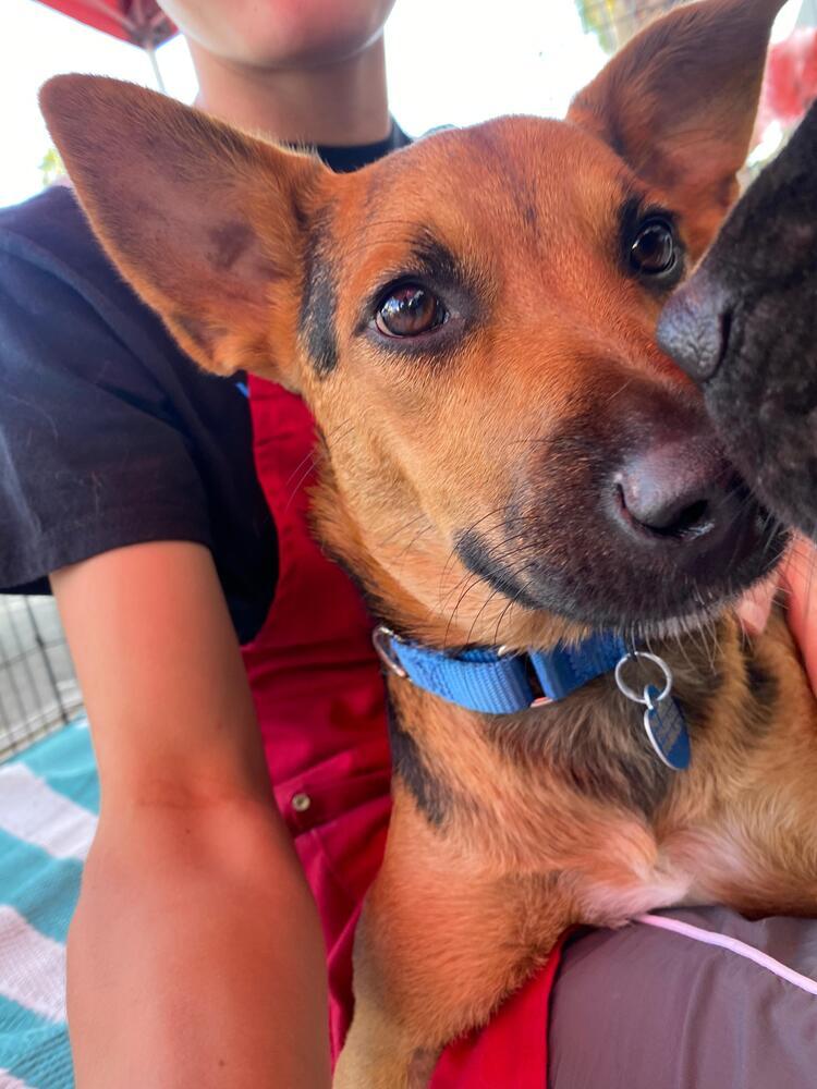 Bibi - Maranda, a Adoptable mixed breed in Bonita, CA image 2/6