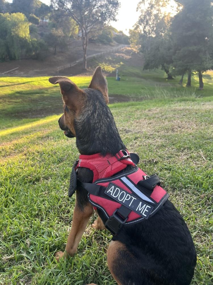 Bibi - Maranda, a Adoptable mixed breed in Bonita, CA image 3/6
