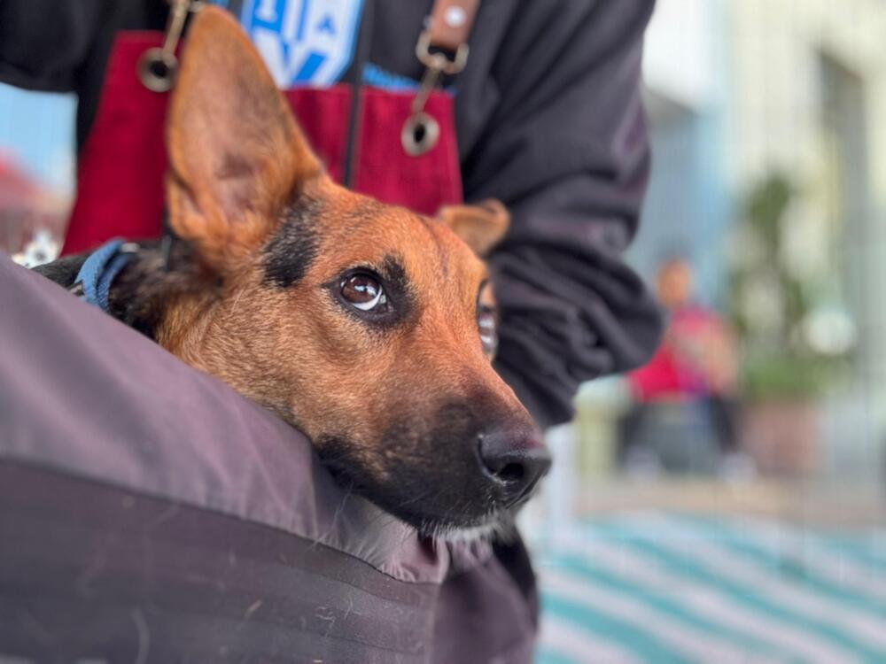 Bibi - Maranda, a Adoptable mixed breed in Bonita, CA image 4/6
