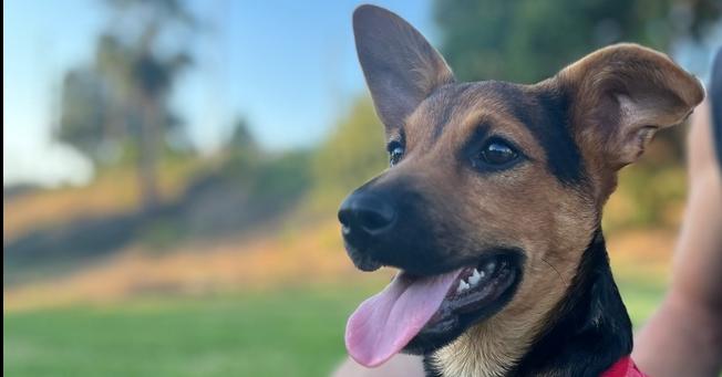 Bibi - Maranda, a Adoptable mixed breed in Bonita, CA image 5/6