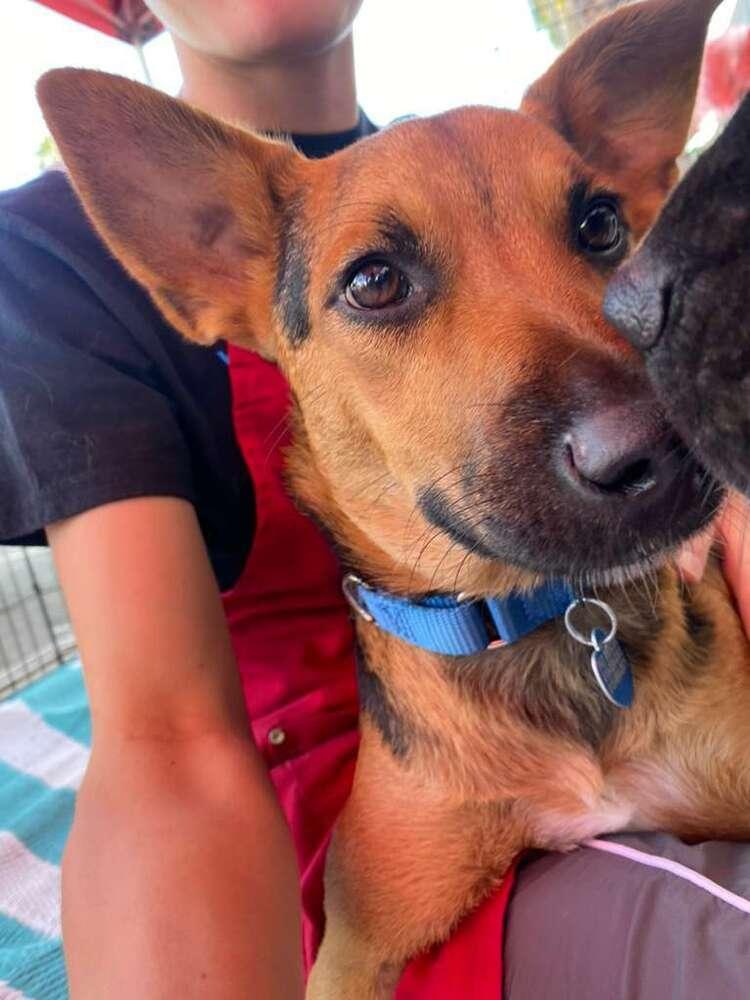 Bibi - Maranda, a Adoptable mixed breed in Bonita, CA image 6/6