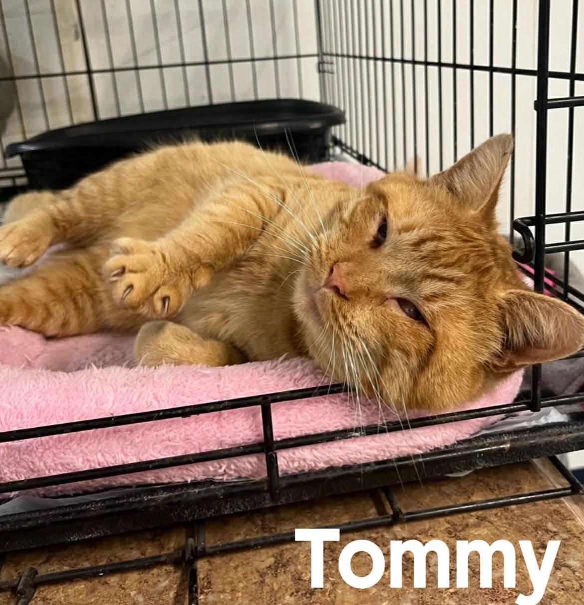 Tommy, ADOPTABLE, Adult Male American Shorthair.