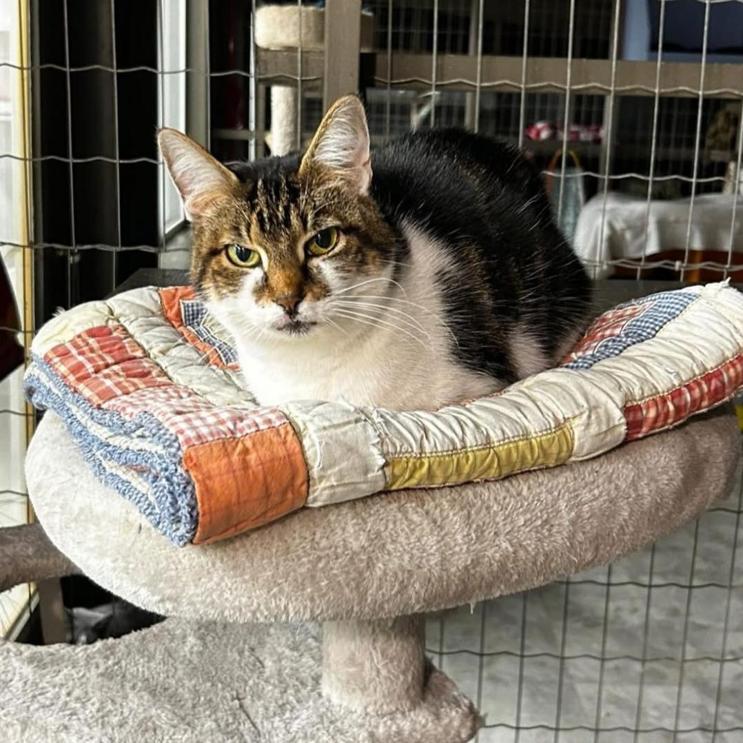 Timmons, a Adoptable Domestic Short Hair in Maple Ridge, BC image 1/6