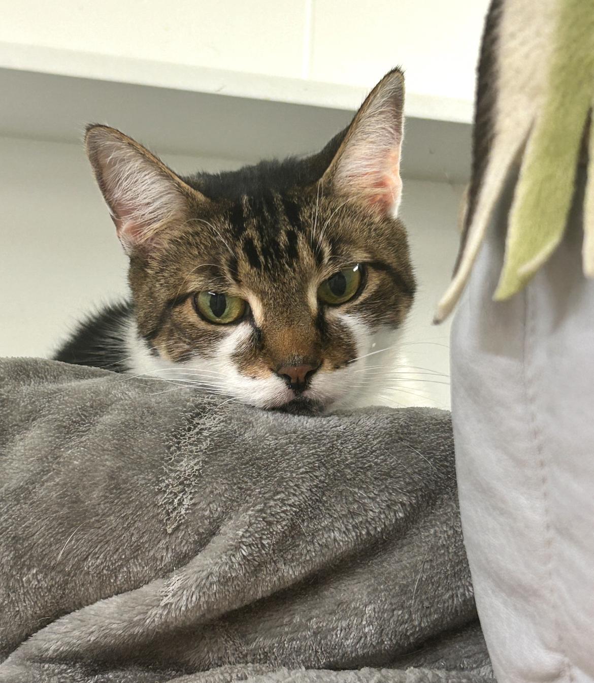 Timmons, a Adoptable Domestic Short Hair in Maple Ridge, BC image 5/6