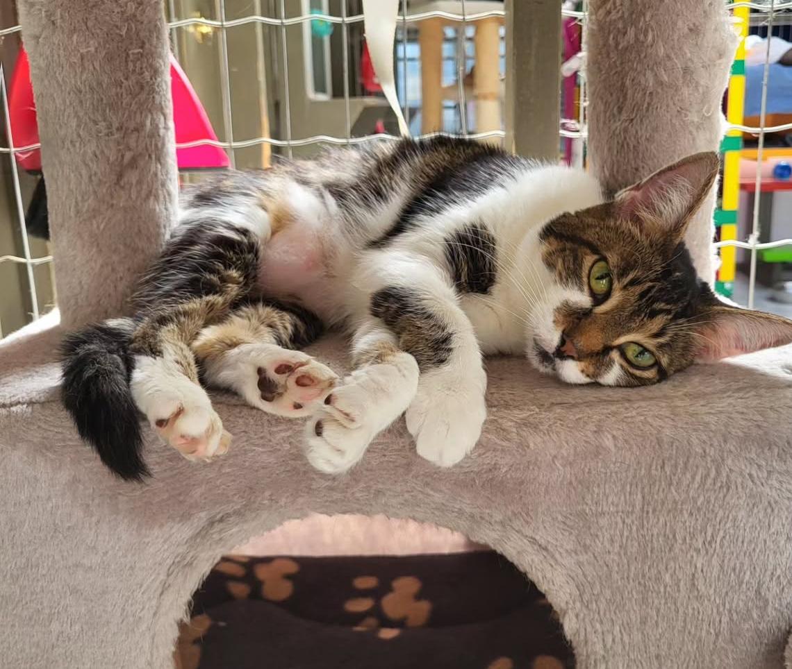 Timmons, a Adoptable Domestic Short Hair in Maple Ridge, BC image 3/6