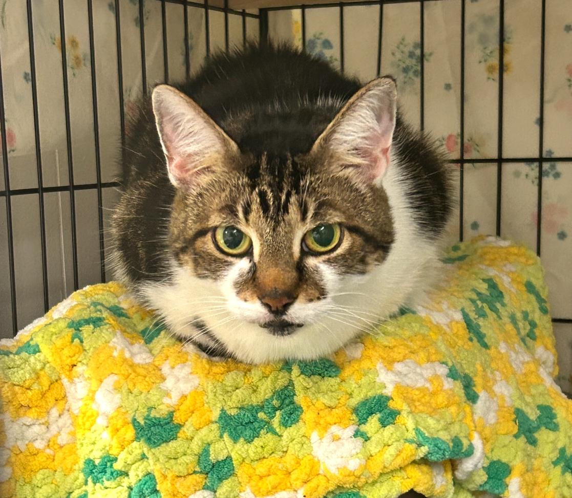 Timmons, a Adoptable Domestic Short Hair in Maple Ridge, BC image 6/6