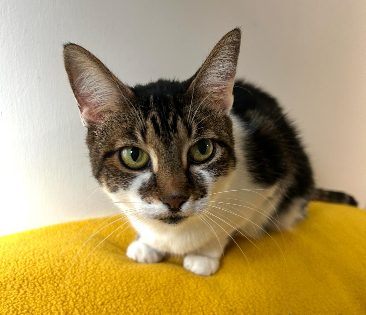 Timmons, a Adoptable Domestic Short Hair in Maple Ridge, BC image 4/6