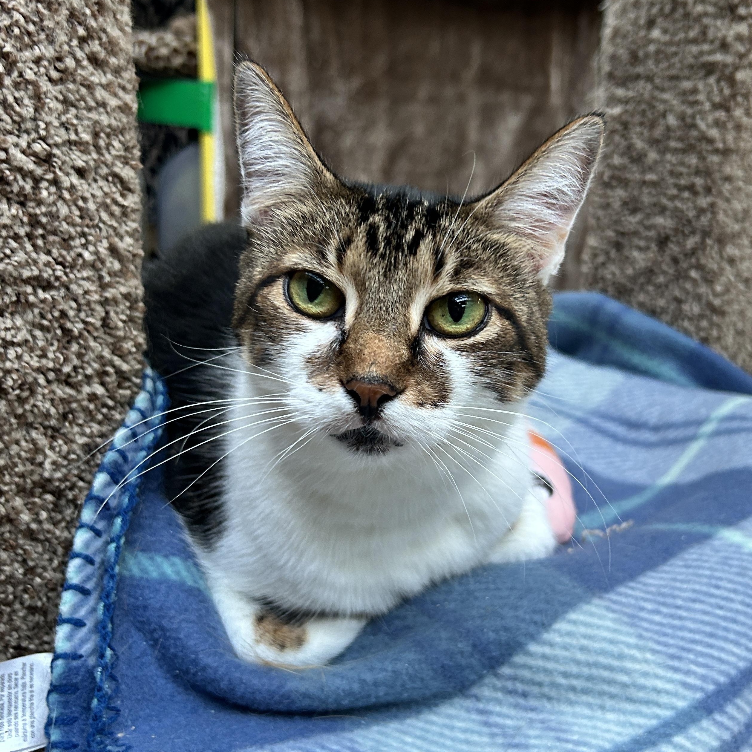 Timmons, a Adoptable Domestic Short Hair in Maple Ridge, BC image 2/6