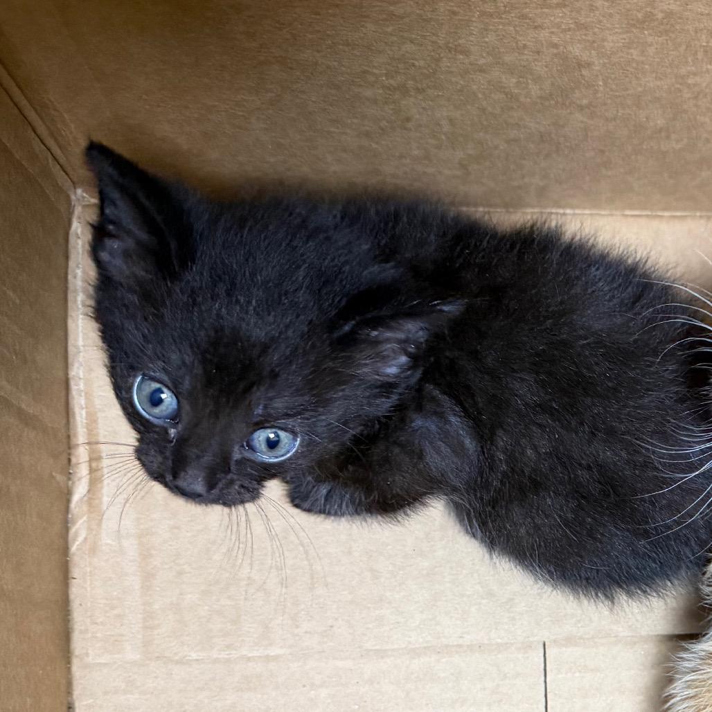 Hazey, Adoptable, Kitten Male Domestic Short Hair & Domestic Short Hair.