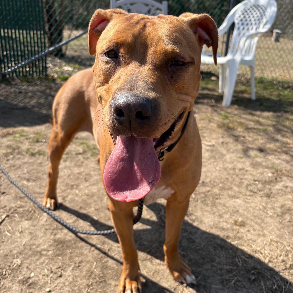 Sandy Cheeks, Adoptable, Adult Female Mixed Breed.