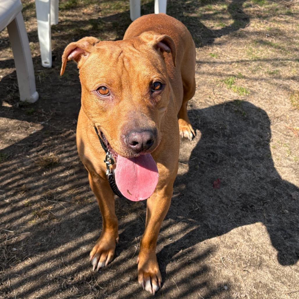 Enlarge Sandy Cheeks, a Adoptable Mixed Breed in Vineland, NJ image 2/2
