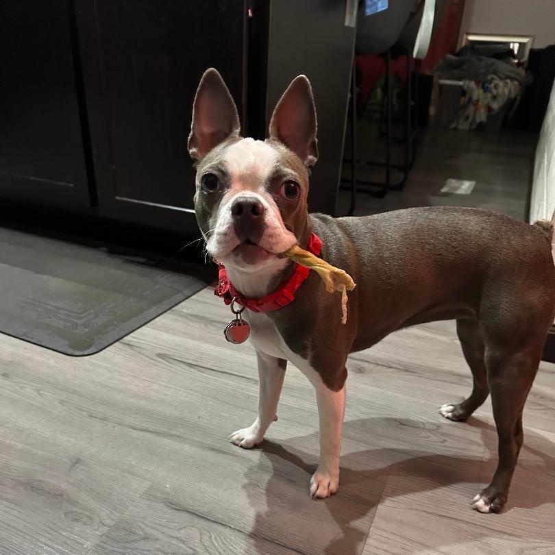 Lucy - pending, a ADOPTABLE Boston Terrier in Kansas City, MO image 4/5