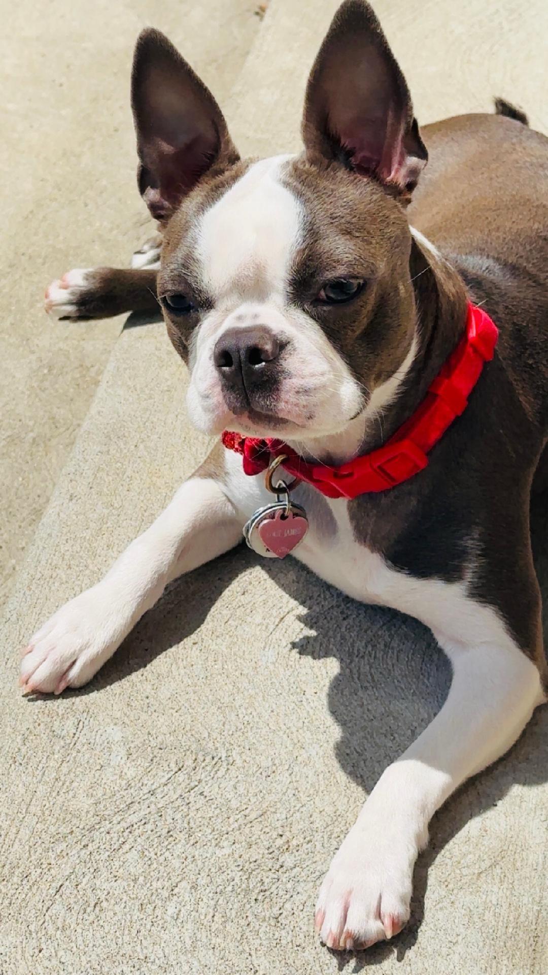 Lucy - pending, a ADOPTABLE Boston Terrier in Kansas City, MO image 2/5