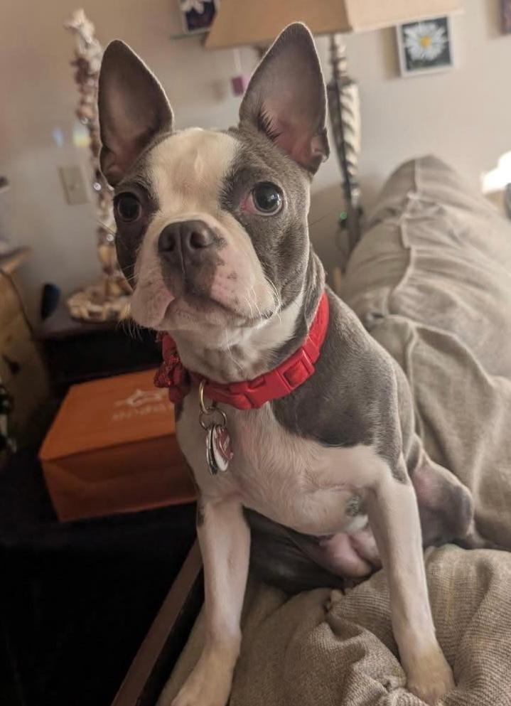 Lucy - pending, a ADOPTABLE Boston Terrier in Kansas City, MO image 1/5