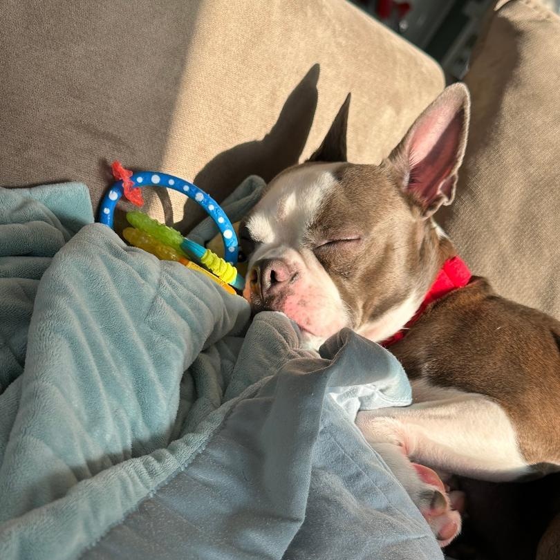 Lucy - pending, a ADOPTABLE Boston Terrier in Kansas City, MO image 5/5