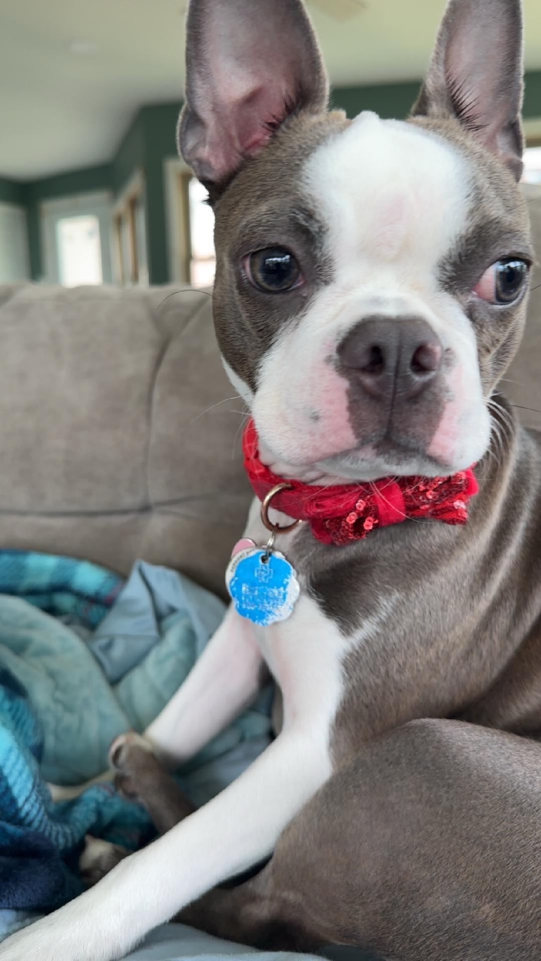 Lucy - pending, a ADOPTABLE Boston Terrier in Kansas City, MO image 3/5