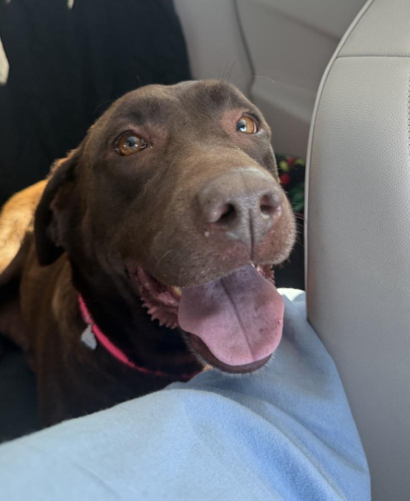 Enlarge Tavares / Joann, a Adoptable Labrador Retriever in Broomfield, CO image 1/6