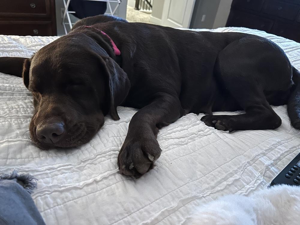 Enlarge Tavares / Joann / Sadie, a Adoptable Labrador Retriever in Broomfield, CO image 4/6