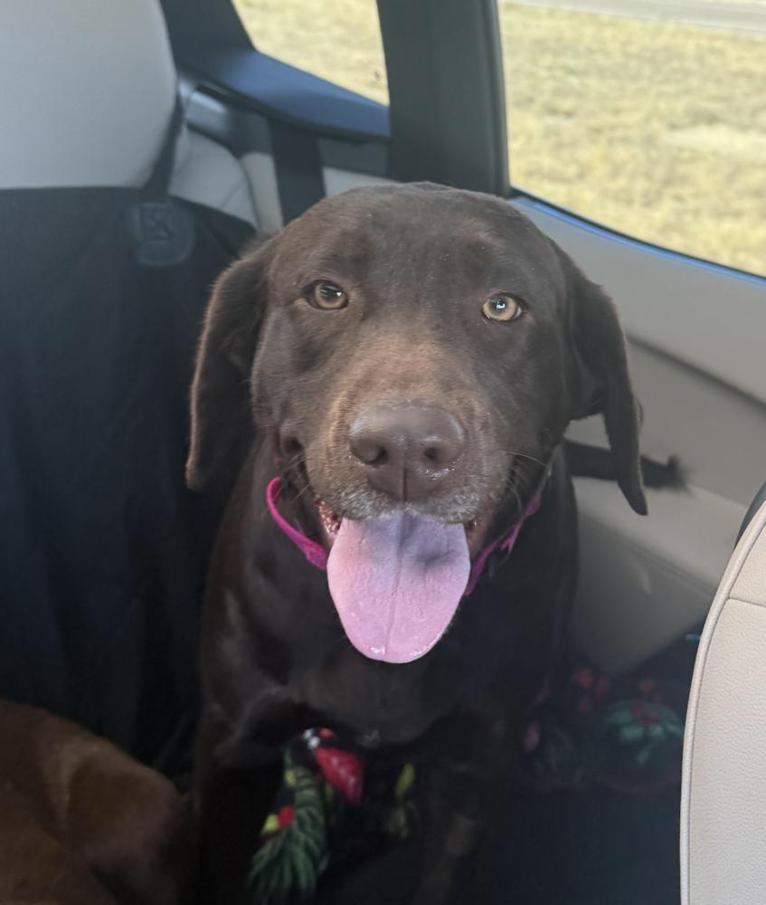 Enlarge Tavares / Joann, a Adoptable Labrador Retriever in Broomfield, CO image 5/6