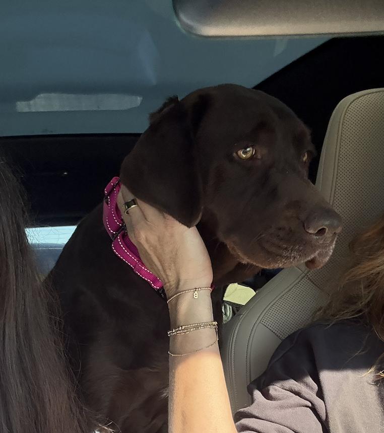 Enlarge Tavares / Joann, a Adoptable Labrador Retriever in Broomfield, CO image 6/6