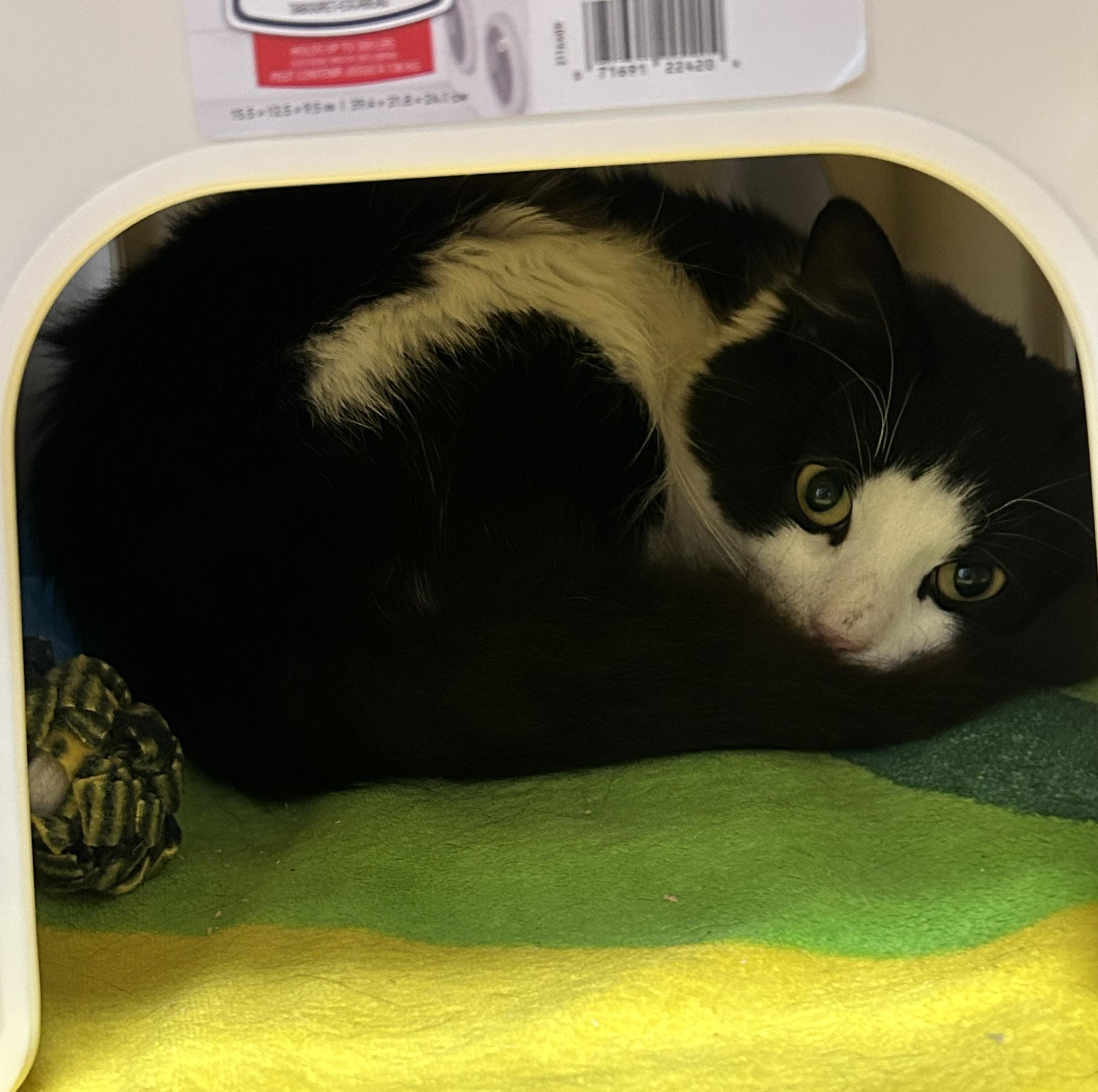 Catniss, Adopted, Adult Male Domestic Long Hair.