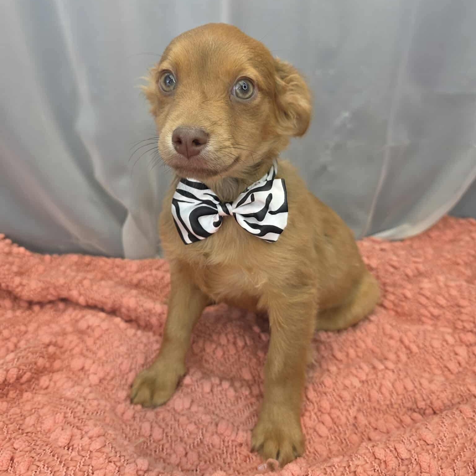 Pork, a Adoptable mixed breed in Southfield , MI image 2/6