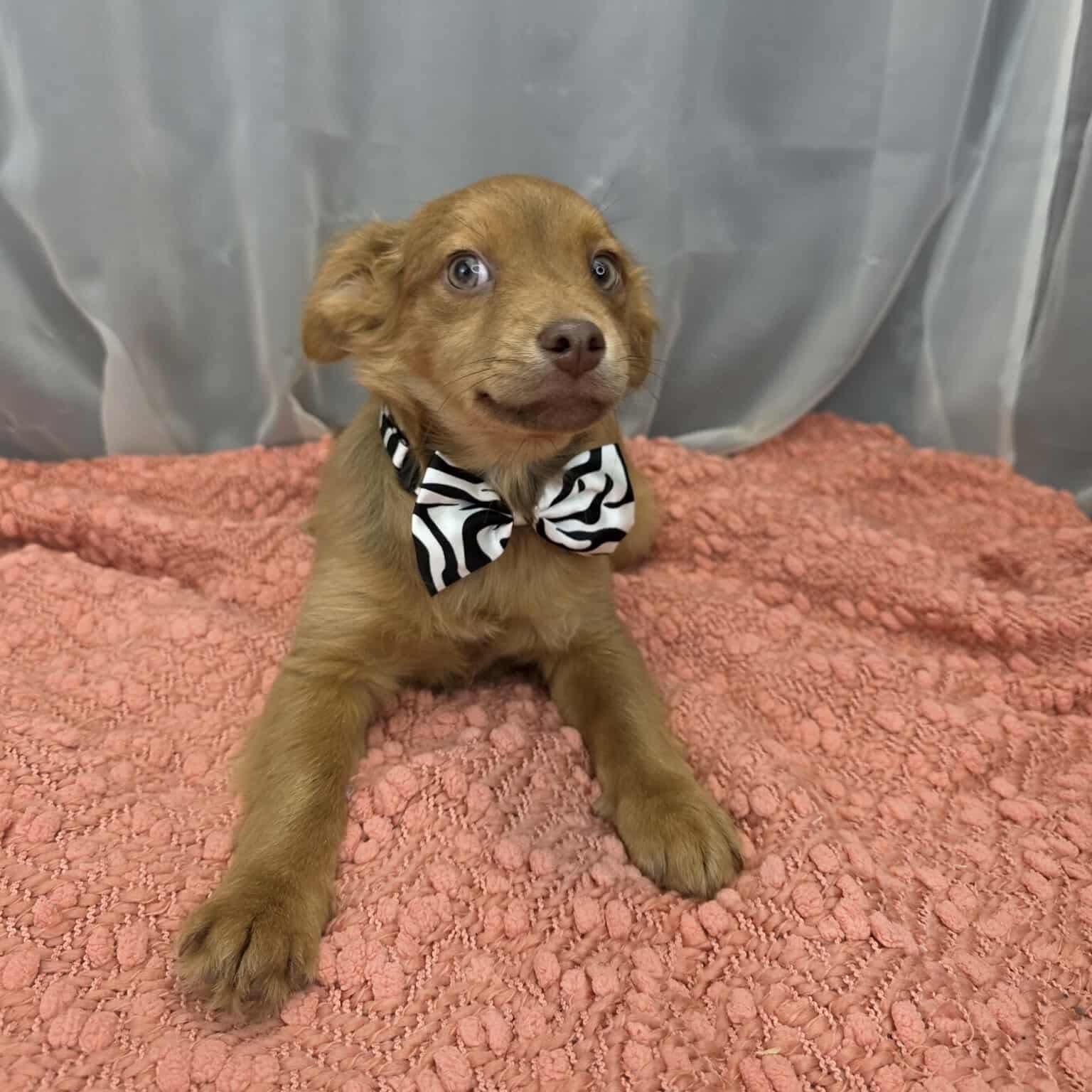 Pork, a Adoptable mixed breed in Southfield , MI image 5/6