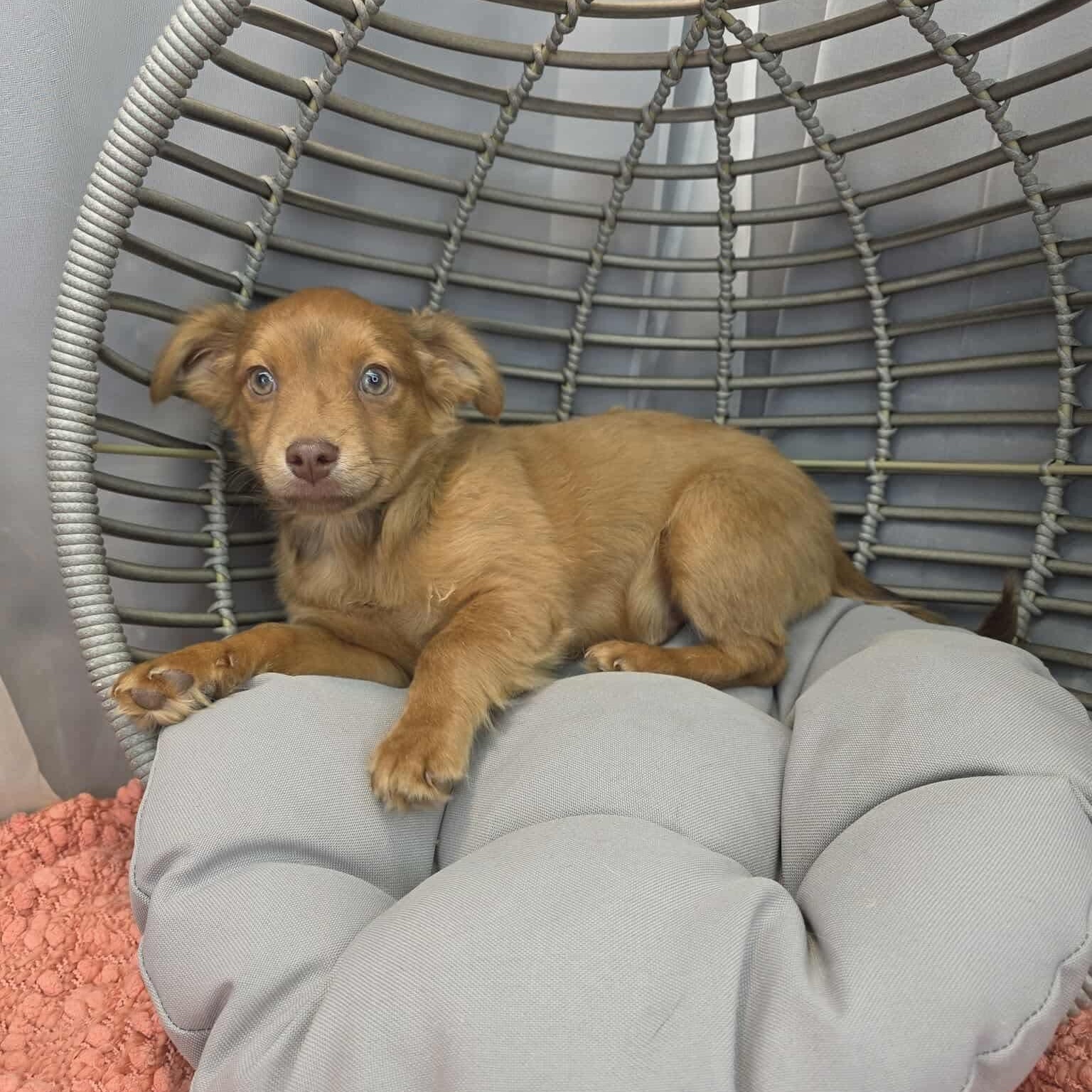 Pork, a Adoptable mixed breed in Southfield , MI image 3/6