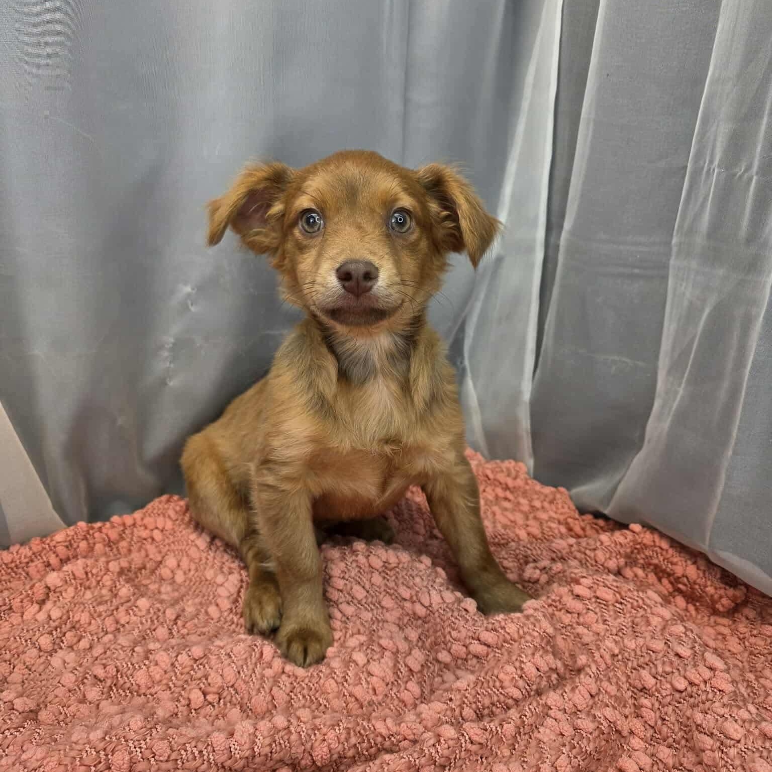 Pork, a Adoptable mixed breed in Southfield , MI image 1/6