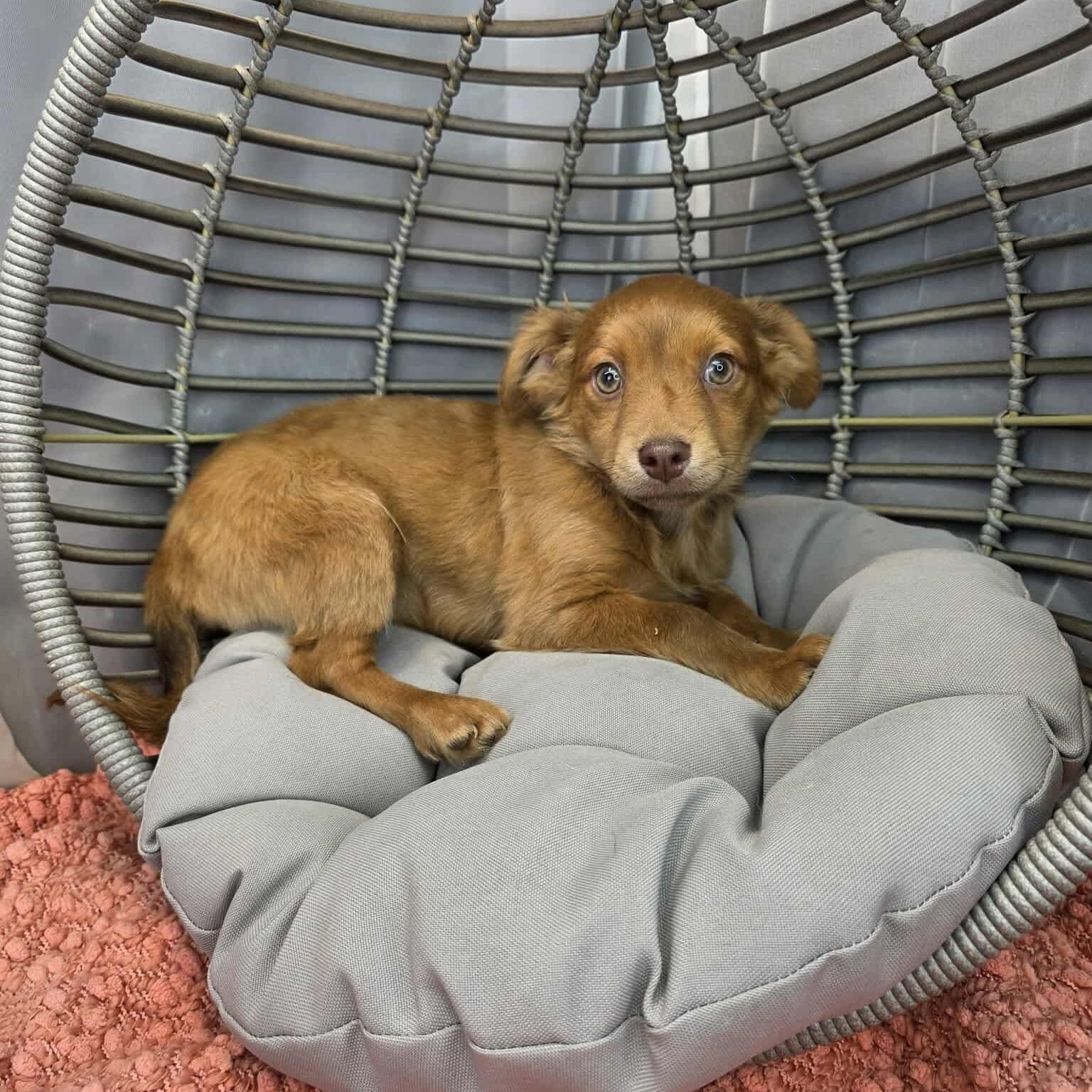 Pork, a Adoptable mixed breed in Southfield , MI image 4/6