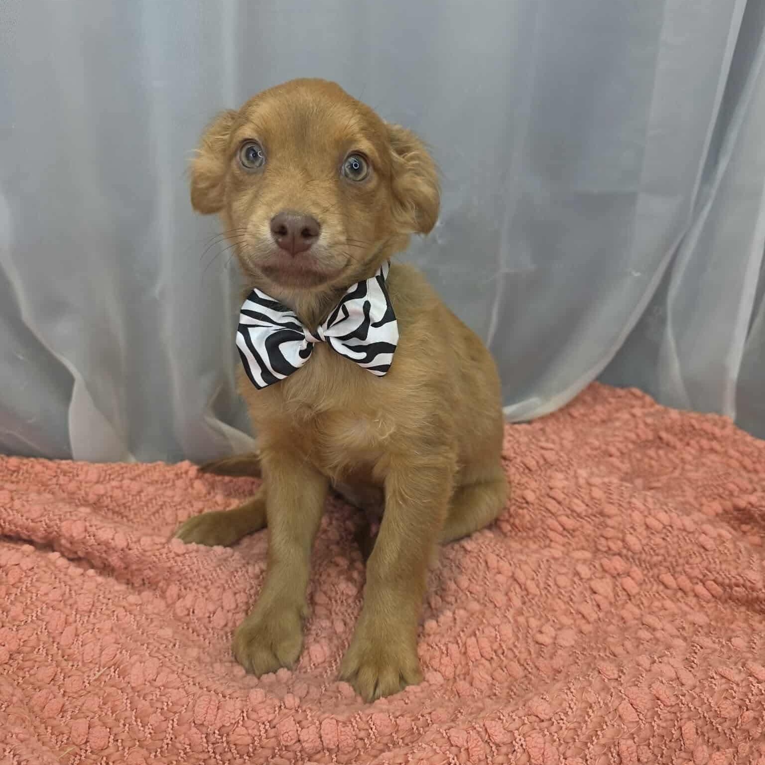 Pork, a Adoptable mixed breed in Southfield , MI image 6/6