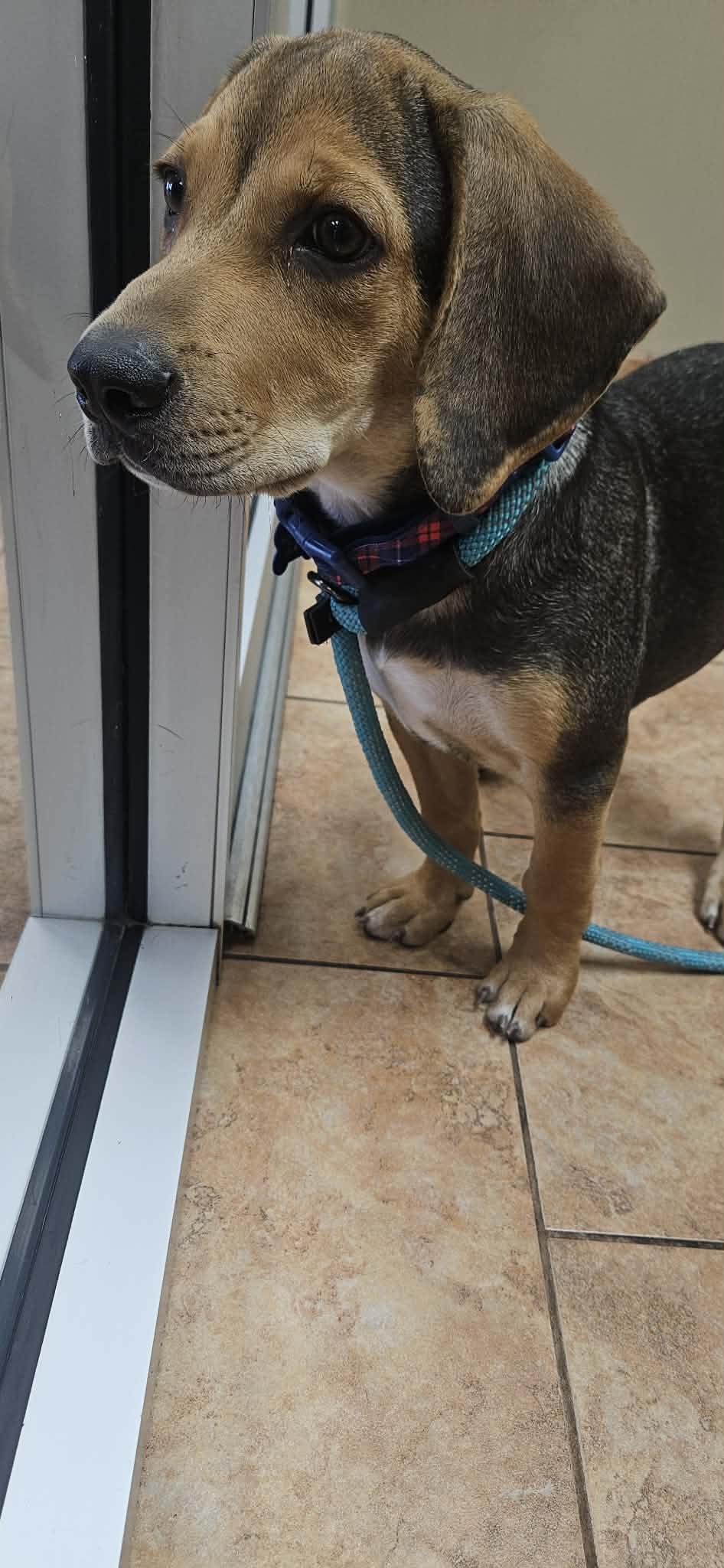 Hambone, Adoptable, Puppy Male Basset Hound & Beagle.
