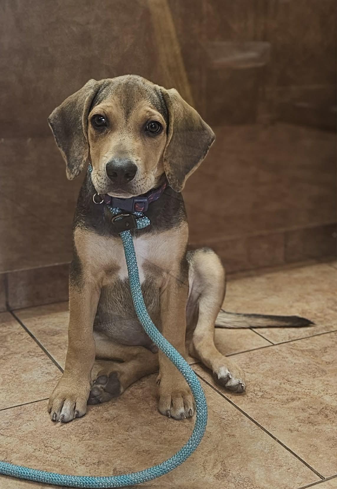Enlarge Hambone, a Adoptable mixed breed in TULSA, OK image 2/2