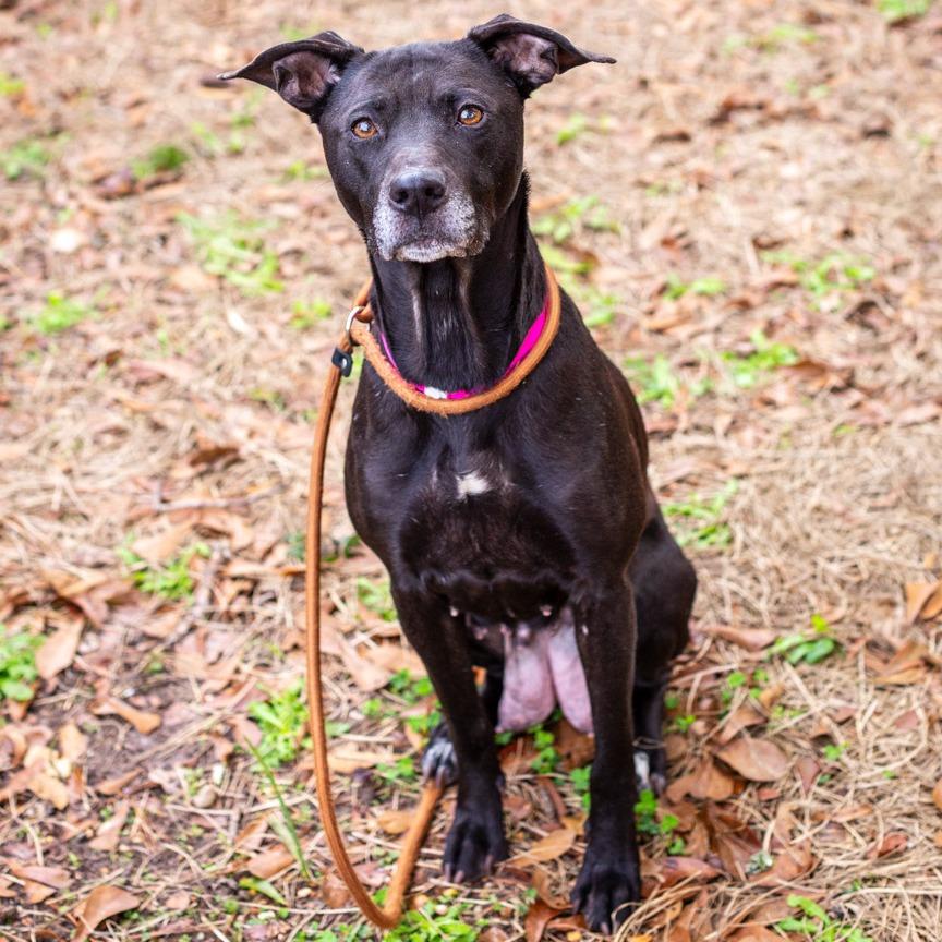 Enlarge Mary-Anne, a Adoptable mixed breed in Hattiesburg, MS image 1/4