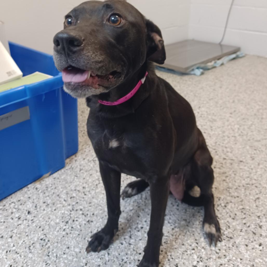 Enlarge Mary-Anne, a Adoptable mixed breed in Hattiesburg, MS image 2/4