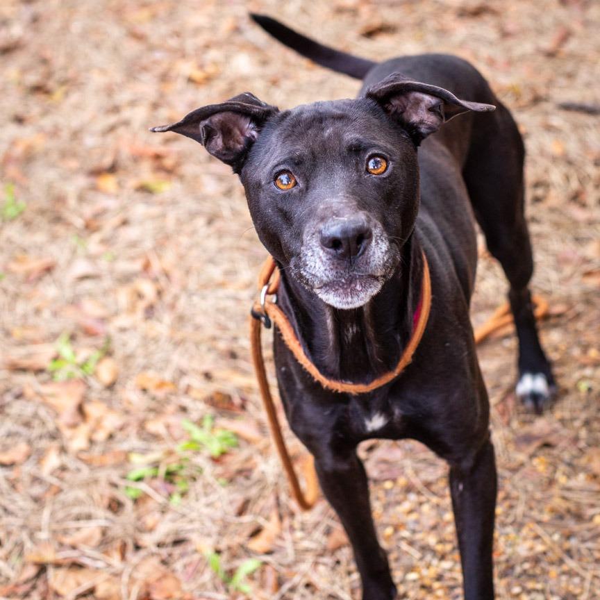 Enlarge Mary-Anne, a Adoptable mixed breed in Hattiesburg, MS image 3/4