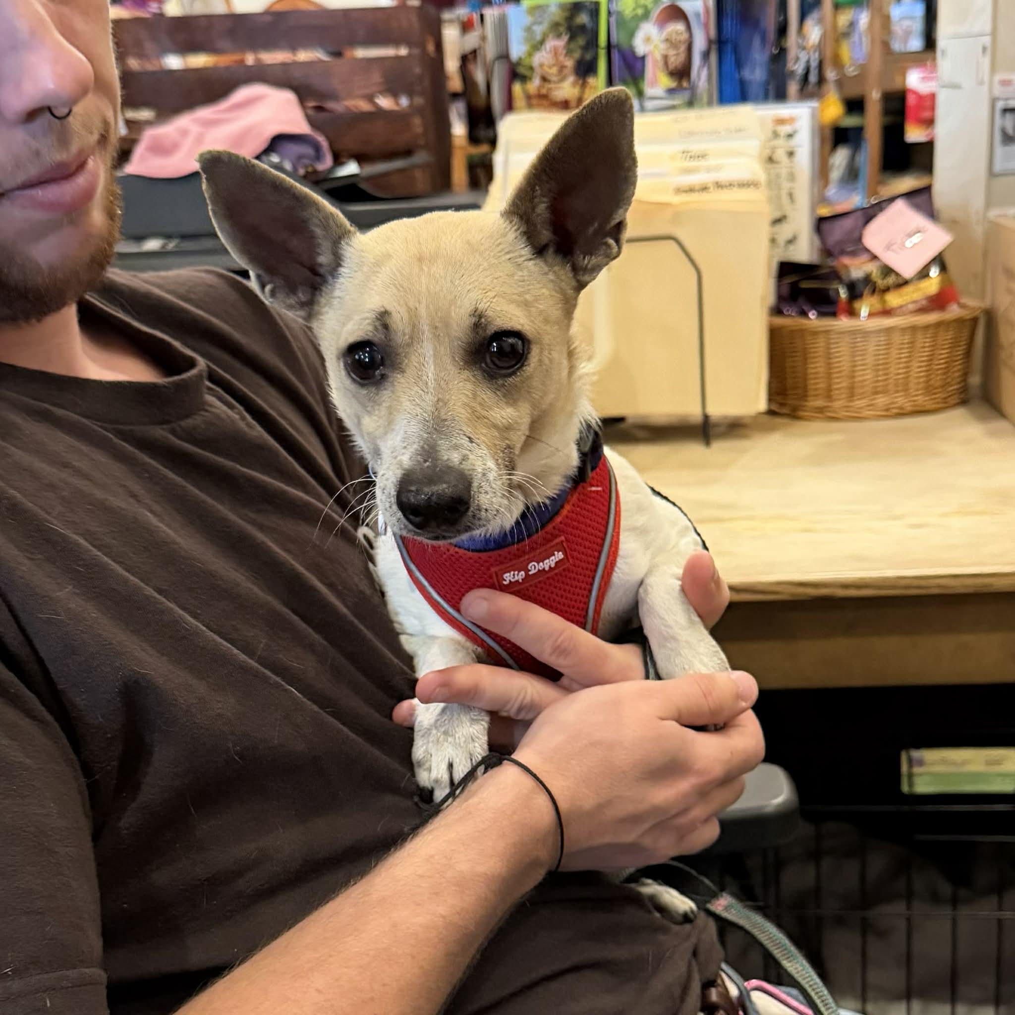 Benny, a ADOPTABLE mixed breed in Boulder, CO image 3/6
