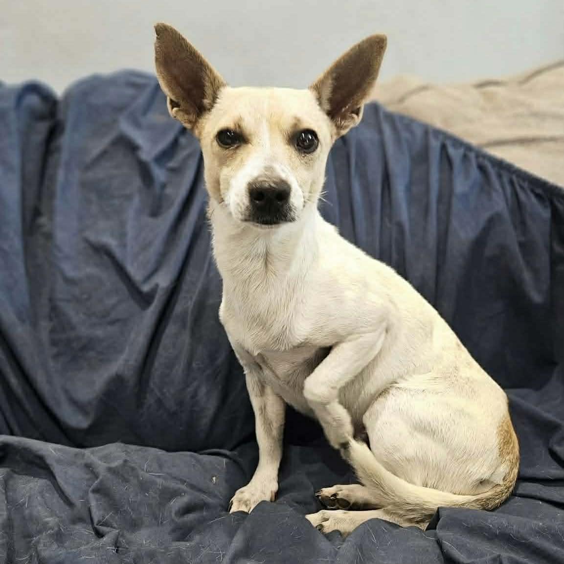 Benny, a ADOPTABLE mixed breed in Boulder, CO image 4/6