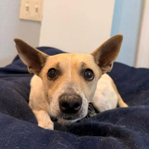 Benny, a ADOPTABLE mixed breed in Boulder, CO image 5/6