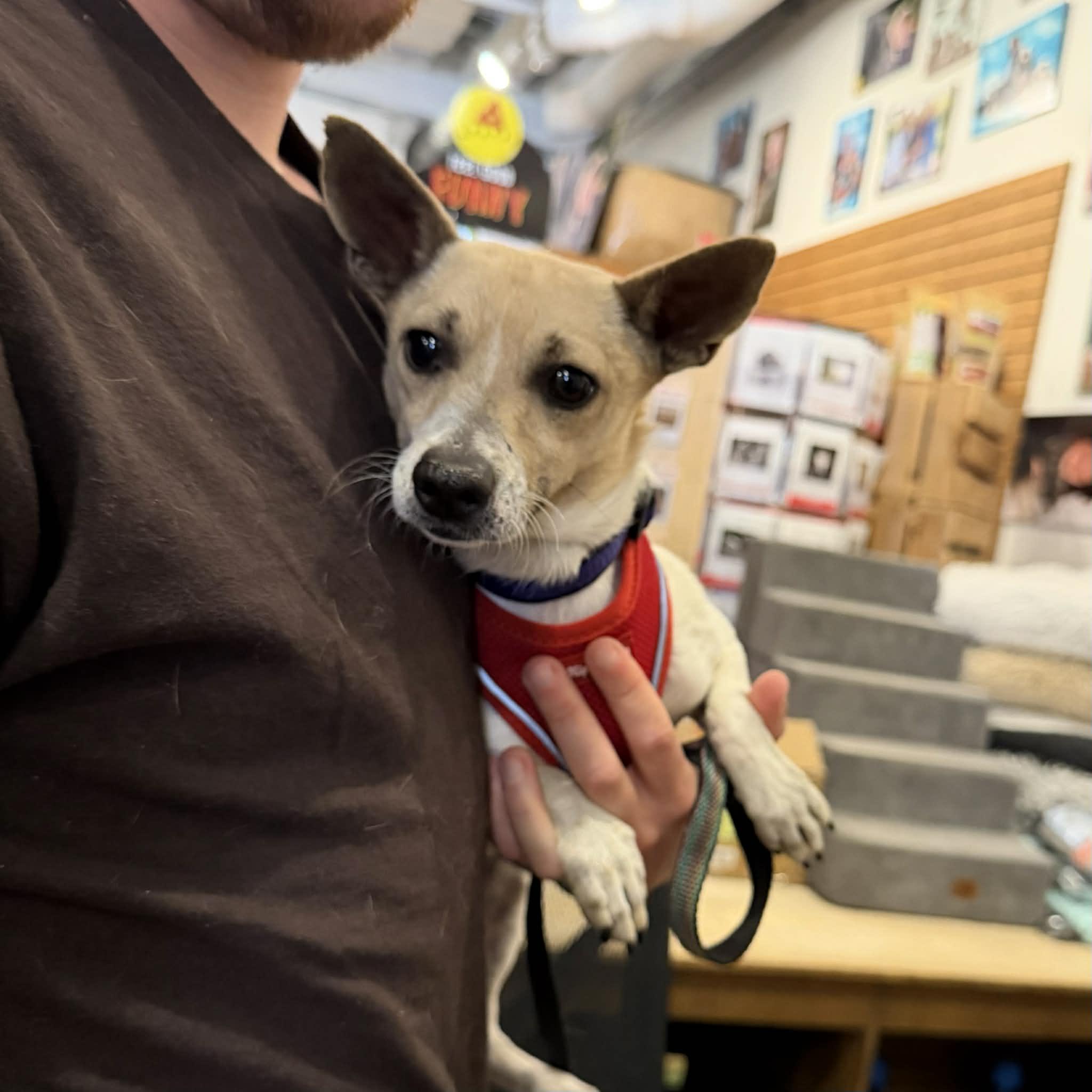 Benny, a ADOPTABLE mixed breed in Boulder, CO image 1/6