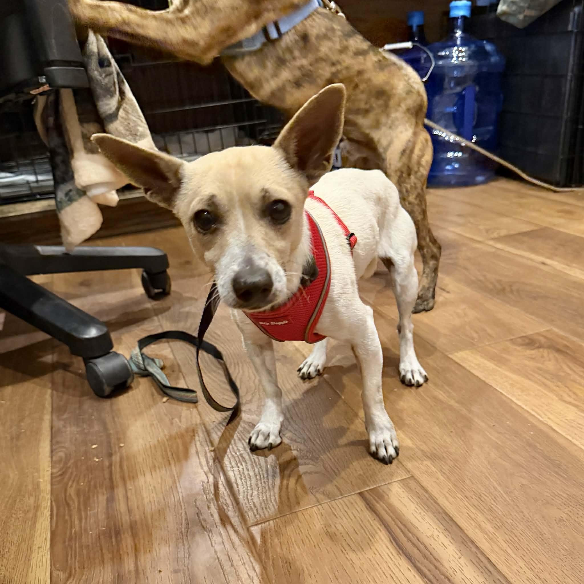 Benny, a ADOPTABLE mixed breed in Boulder, CO image 6/6